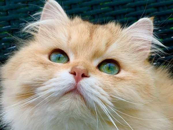 Disponible pour une saillie un chat British golden shaded LOOF