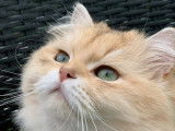 Disponible pour une saillie un chat British golden shaded LOOF