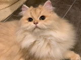 Disponible pour une saillie un chat British golden shaded LOOF