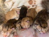 Disponible pour une saillie un chat British golden shaded LOOF