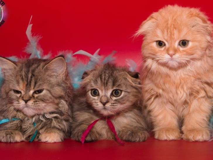 5 chatons Highland Fold à la vente (LOOF)