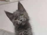 À réserver un chaton Maine Coon bleu solide (LOOF)