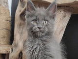 À réserver un chaton Maine Coon bleu solide (LOOF)