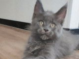 À réserver un chaton Maine Coon bleu solide (LOOF)