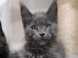 À réserver un chaton Maine Coon bleu solide (LOOF)