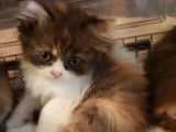 Une chatonne British Longhair LOOF de couleur chocolat tortie et blanc &agrave; r&eacute;server