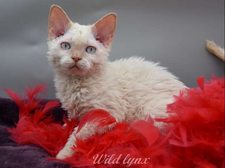 5 chatons Selkirk Rex LOOF disponibles