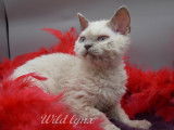 5 chatons Selkirk Rex LOOF disponibles