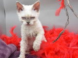 5 chatons Selkirk Rex LOOF disponibles