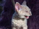 5 chatons Selkirk Rex LOOF disponibles