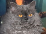 5 chatons Selkirk Rex LOOF disponibles