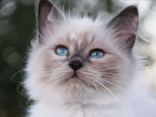 Disponible une chatonne Sibérien non LOOF de couleur bleu tortie point et blanc
