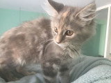 Maine Coon Chaton Ou Adulte A Vendre En Moselle