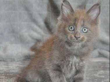 Élégant chaton Maine Coon femelle pedigree AAAF disponible en octobre 2022
