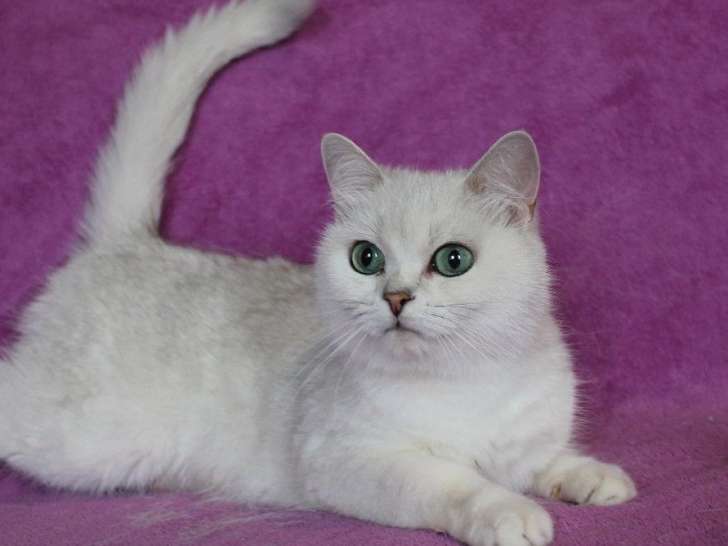 À réserver : une chatte British Shorthair gris clair de 6 ans (LOOF)