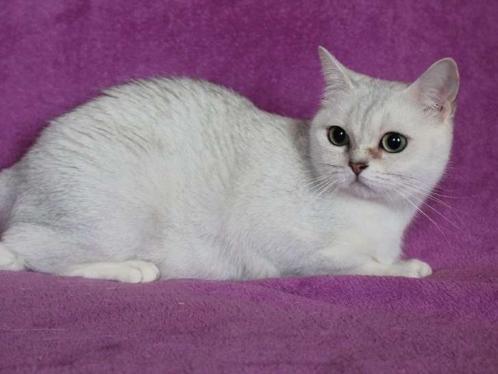 Vente d’une chatte Scottish Straight gris clair âgée de 5 ans (LOOF)