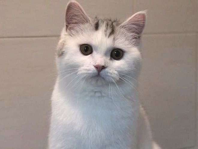 1 chatte Scottish Straight gris et blanc de 2 ans (LOOF) à réserver
