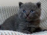 Réservation de 3 chatons Chartreux bleus (LOOF)