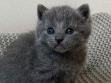 Réservation de 3 chatons Chartreux bleus (LOOF)