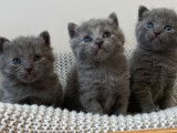 Réservation de 3 chatons Chartreux bleus (LOOF)