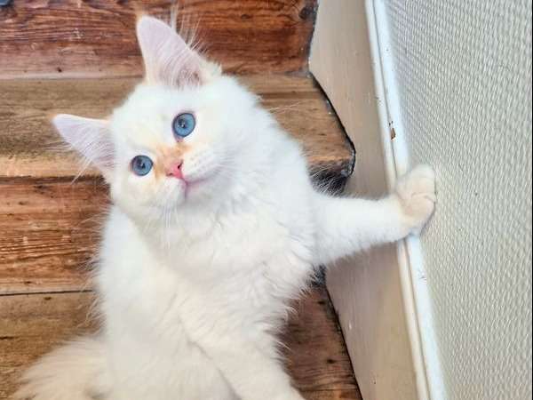 À vendre : un chaton Sibérien mâle crème (LOOF)