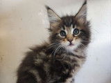 Réservation de 3 chatons Maine Coon (LOOF)