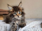 Réservation de 3 chatons Maine Coon (LOOF)