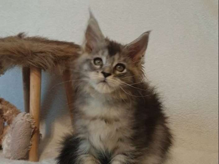 À réserver : des chatons Maine Coons LOOF