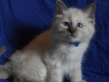 5 chatons Sacré de Birmanie non LOOF à réserver