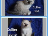5 chatons Sacré de Birmanie non LOOF à réserver