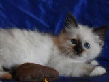 5 chatons Sacré de Birmanie non LOOF à réserver