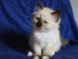 5 chatons Sacré de Birmanie non LOOF à réserver
