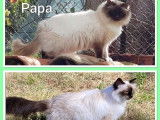 5 chatons Sacré de Birmanie non LOOF à réserver