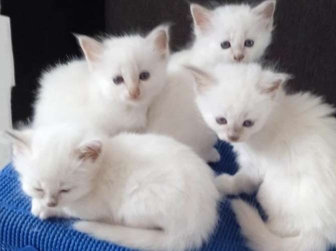 3 chatonnes Sacré de Birmanie LOOF bleu crème à réserver