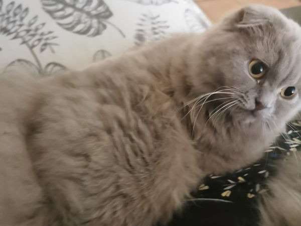 Une chatte Highland Fold lilac LOOF de 2 ans et demi à acheter