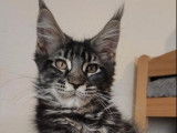 Un chaton Maine Coon LOOF mâle de marron tacheté à vendre