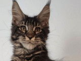 Un chaton Maine Coon LOOF mâle de marron tacheté à vendre