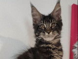 Un chaton Maine Coon LOOF mâle de marron tacheté à vendre