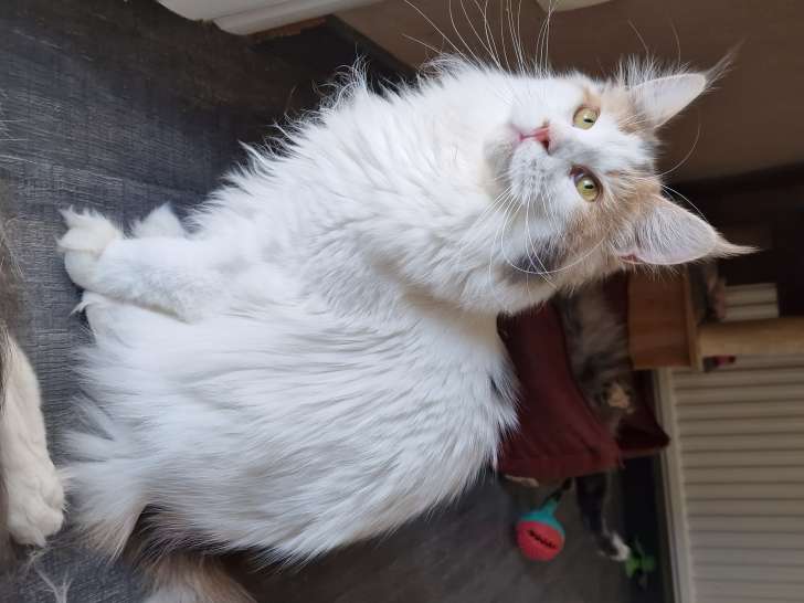 Chaton Maine Coon LOOF à vendre