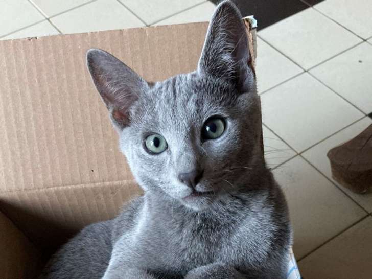 Magnifique et adorable chaton mâle Bleu Russe à vendre