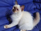 À acheter 3 chatonnes Sacrées de Birmanie (LOOF)