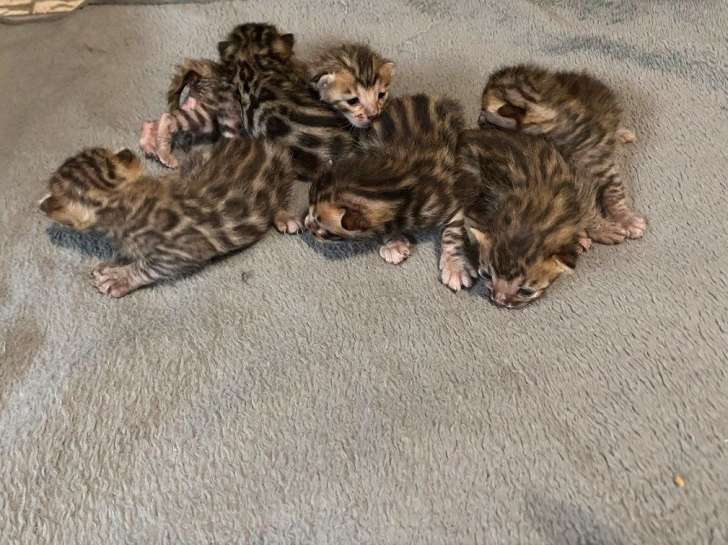 6 chatons Bengals LOOF marron tacheté disponibles à la réservation