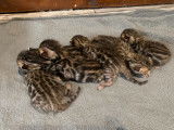 6 chatons Bengals LOOF marron tacheté disponibles à la réservation