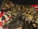 6 chatons Bengals LOOF marron tacheté disponibles à la réservation