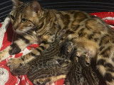 6 chatons Bengals LOOF marron tacheté disponibles à la réservation