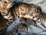 6 chatons Bengals LOOF marron tacheté disponibles à la réservation