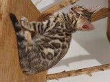 Chaton Bengal LOOF &agrave; vendre