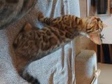 Chaton Bengal LOOF &agrave; vendre