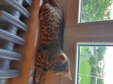 Chaton Bengal LOOF &agrave; vendre