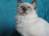 Chatons Sacrés de Birmanie LOOF